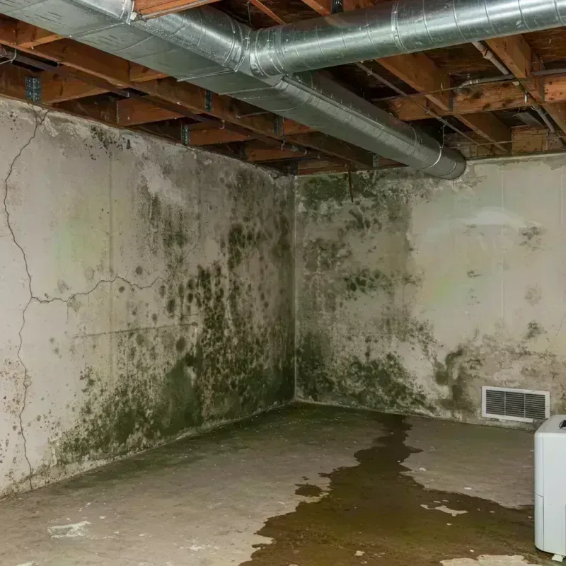 Professional Mold Removal in Van Buren County, AR